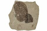 Fossil Leaf (Betula) Plate - McAbee Fossil Beds, BC #224907-1